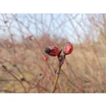 Foto dei utenti Nubia Red Magic 9 Pro+