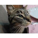 Foto dei utenti Nubia Red Magic 9 Pro+