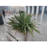 Foto dei utenti Nubia Red Magic 9 Pro+