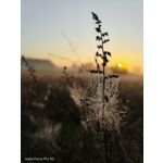Pictures by this phone Nubia Focus Pro 5G