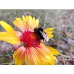 Pictures by this phone Nubia Focus Pro 5G
