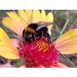 Pictures by this phone Nubia Focus Pro 5G