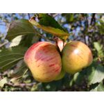 Pictures by this phone Nubia Focus Pro 5G