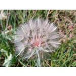 Pictures by this phone Nubia Focus Pro 5G