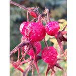 Pictures by this phone Nubia Focus Pro 5G