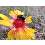 Pictures by this phone Nubia Focus Pro 5G