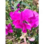 Pictures by this phone Nubia Focus Pro 5G
