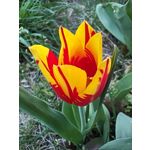Foto dei utenti Nubia Red Magic 10 Pro