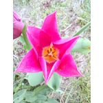 Foto dei utenti Nubia Red Magic 10 Pro