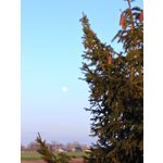 Foto dei utenti Nubia Red Magic 10 Pro
