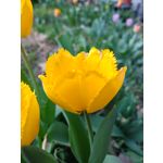 Foto dei utenti Nubia Red Magic 10 Pro