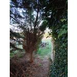 Foto dei utenti Nubia Red Magic 10 Pro