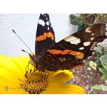 Pictures by this phone Nubia Red Magic 9S Pro