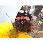 Pictures by this phone Nubia Red Magic 9S Pro