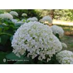 Pictures by this phone Nubia Red Magic 9S Pro