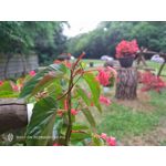 Pictures by this phone Nubia Red Magic 9S Pro