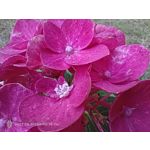 Pictures by this phone Nubia Red Magic 9S Pro