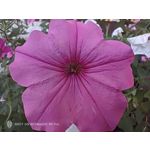 Pictures by this phone Nubia Red Magic 9S Pro