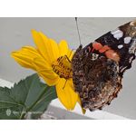 Pictures by this phone Nubia Red Magic 9S Pro