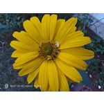 Pictures by this phone Nubia Red Magic 9S Pro