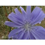 Pictures by this phone Nubia Red Magic 9S Pro