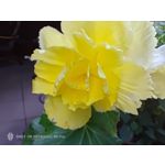 Pictures by this phone Nubia Red Magic 9S Pro