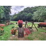 Pictures by this phone Nubia Red Magic 9S Pro