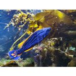 Pictures by this phone Nubia Red Magic 9S Pro