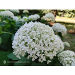 Pictures by this phone Nubia Red Magic 9S Pro