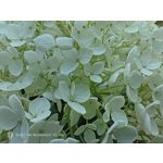 Pictures by this phone Nubia Red Magic 9S Pro