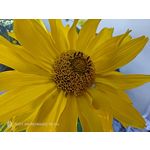 Pictures by this phone Nubia Red Magic 9S Pro