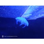 Pictures by this phone Nubia Red Magic 9S Pro