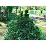 Pictures by this phone Nubia Red Magic 9S Pro