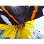 Pictures by this phone Nubia Red Magic 9S Pro