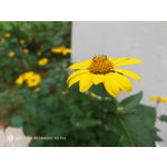 Pictures by this phone Nubia Red Magic 9S Pro