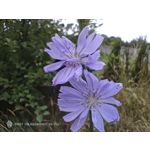 Pictures by this phone Nubia Red Magic 9S Pro