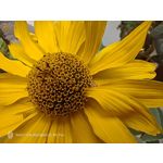 Pictures by this phone Nubia Red Magic 9S Pro