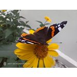 Pictures by this phone Nubia Red Magic 9S Pro