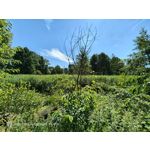 Pictures by this phone Nubia Red Magic 9S Pro