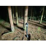 Pictures by this phone Nubia Red Magic 9S Pro