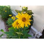 Pictures by this phone Nubia Red Magic 9S Pro