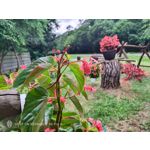 Pictures by this phone Nubia Red Magic 9S Pro