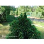 Pictures by this phone Nubia Red Magic 9S Pro