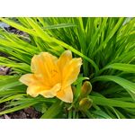 LAS FOTOS HECHAS CON ESTE TELÉFONO