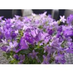 IMAGENS DESTE TELEFONE