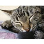 IMAGENS DESTE TELEFONE