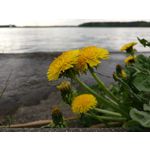 IMAGENS DESTE TELEFONE