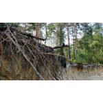 Foto dei utenti OnePlus 5