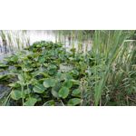 Foto dei utenti OnePlus 5