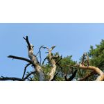 Foto dei utenti OnePlus 5